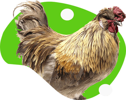 animal-img