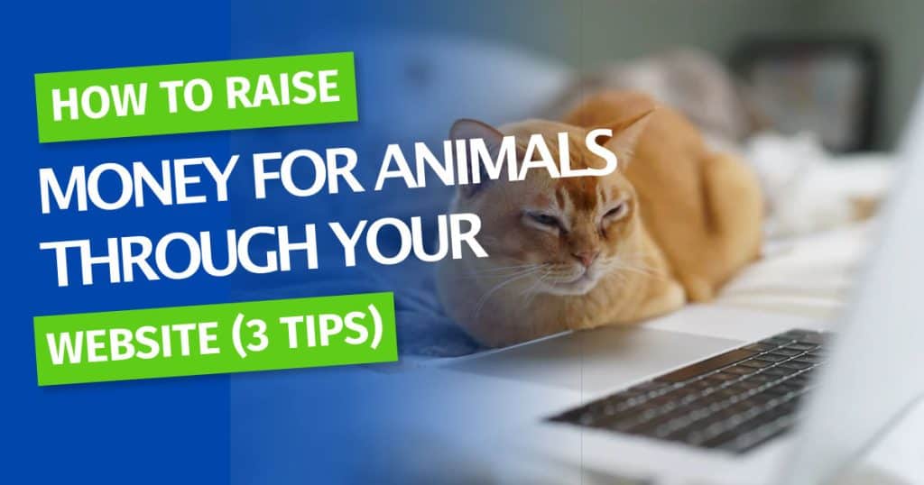 raise-more-money